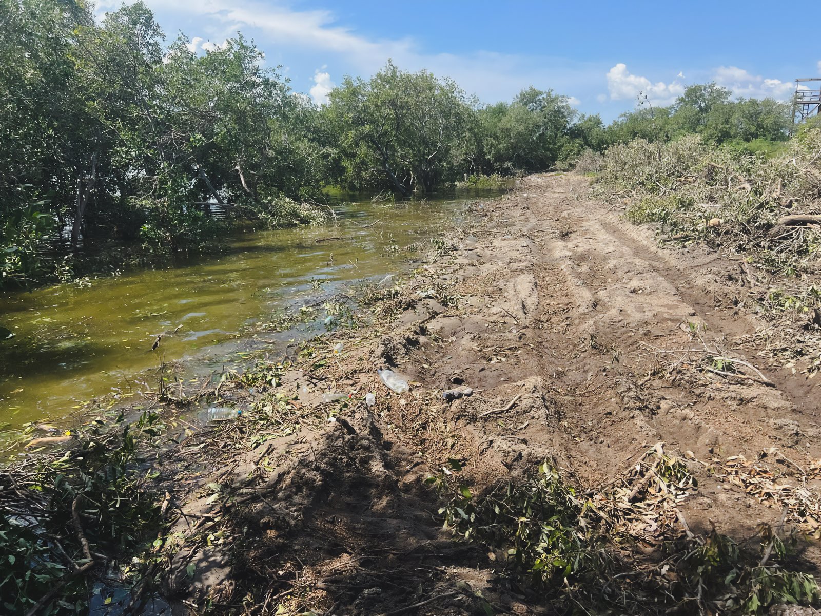 Profepa frena desmonte de manglar en Ohuira (foto 2)