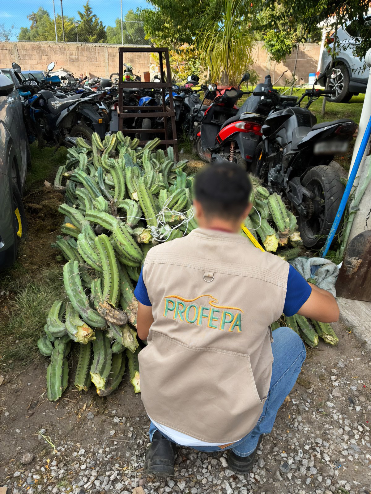 Denuncia Profepa extracción ilegal de cactáceas