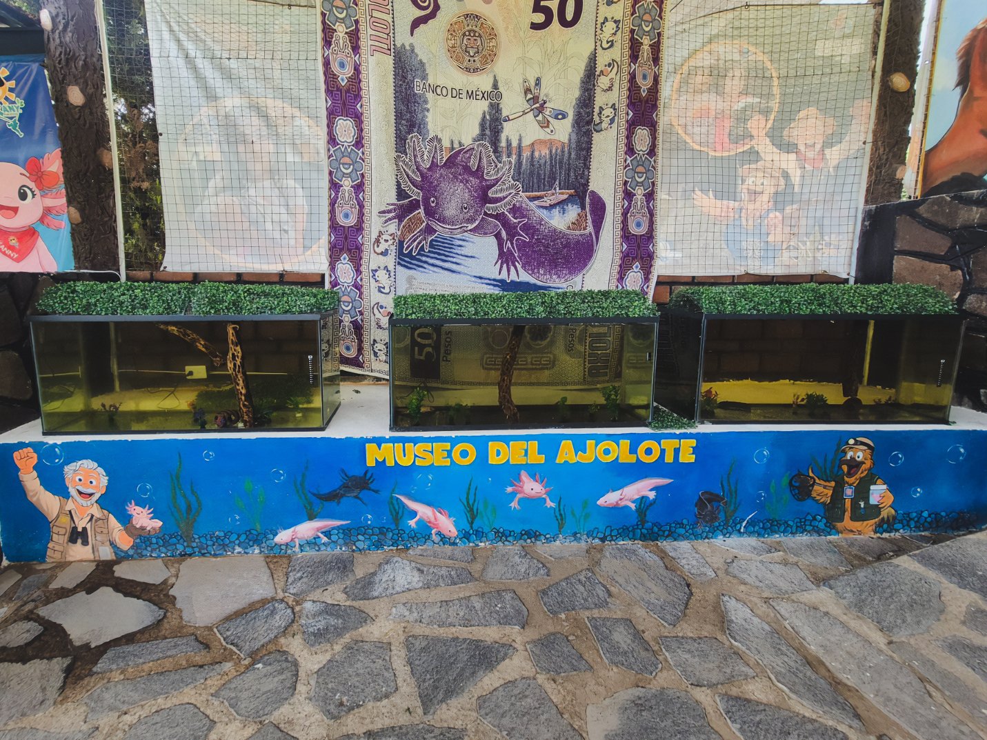 Profepa asegura 23 ejemplares de vida silvestre (foto 2)