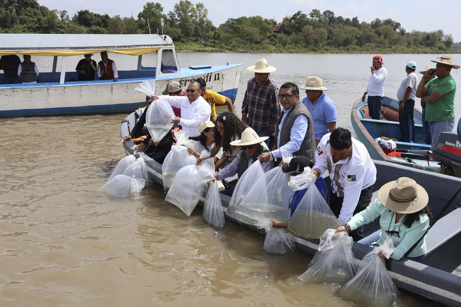 IMIPAS repoblará Pátzcuaro con 50 mil acúmaras