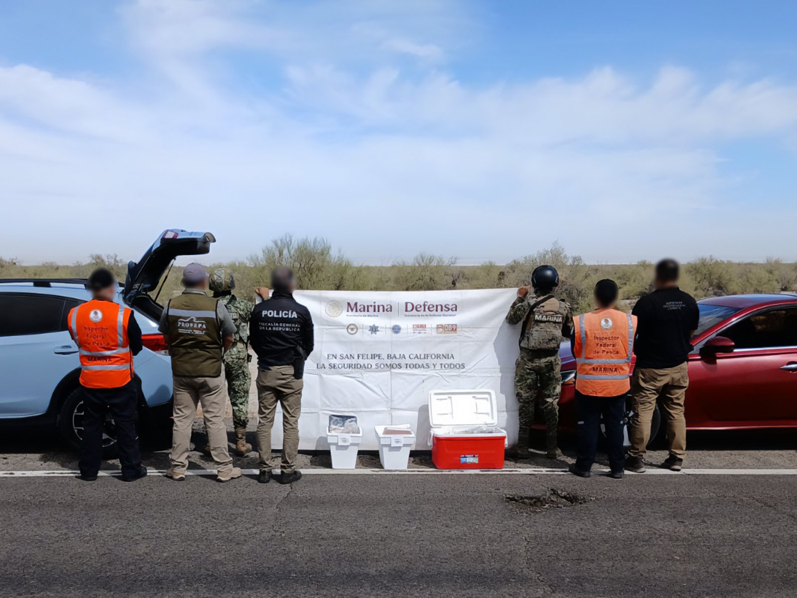 Profepa asegura 719 pepinos de mar