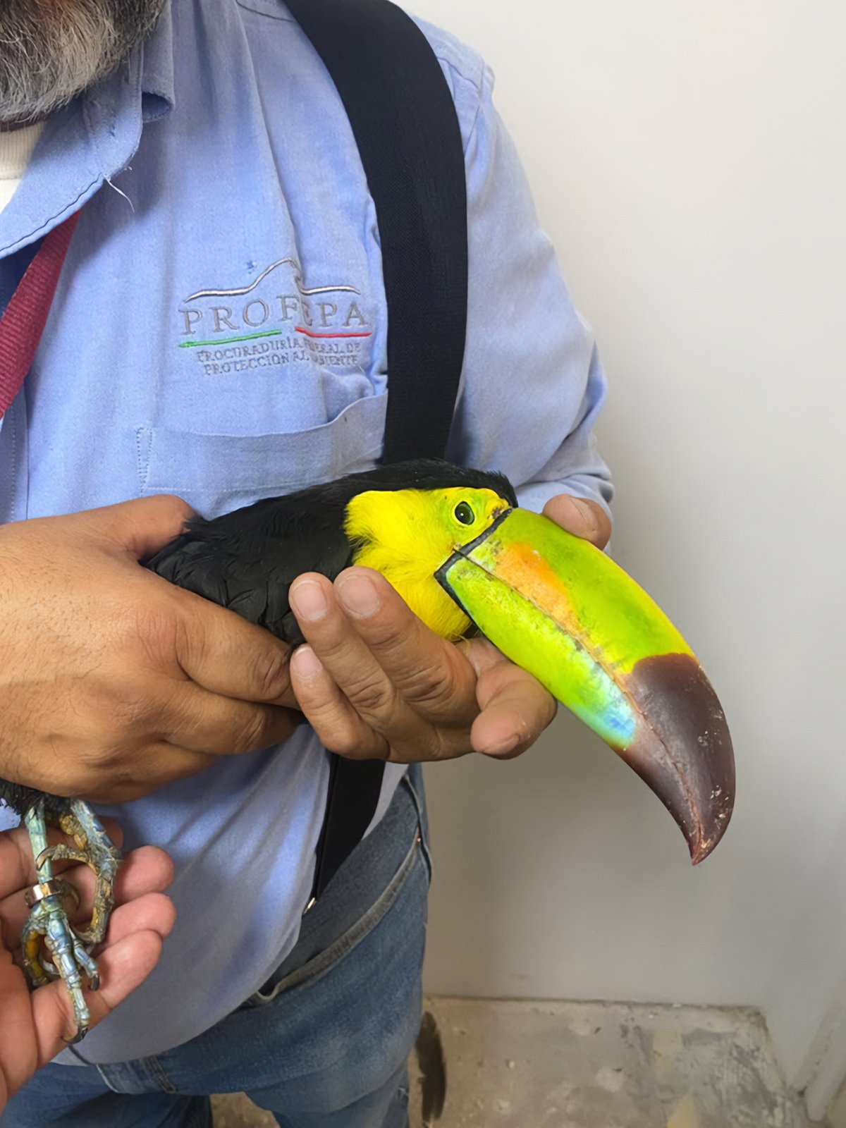 Profepa asegura dos tucanes pico canoa (foto 2)