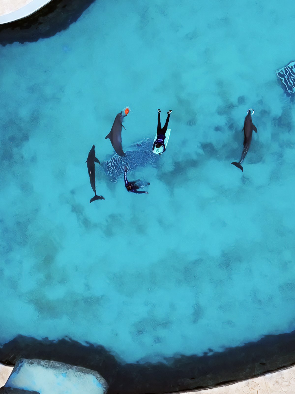 Profepa vigila a nueve delfines en Cancún