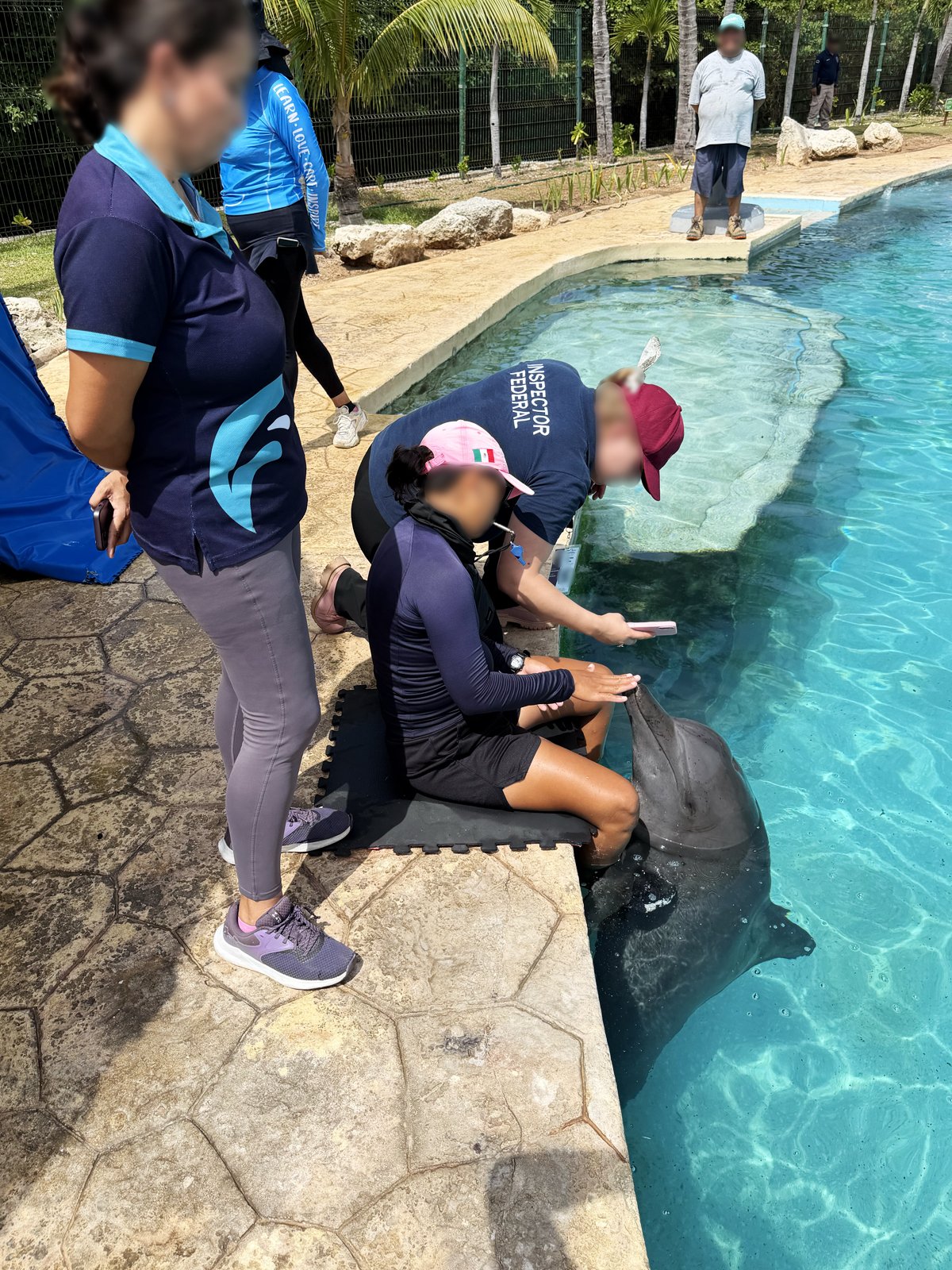 Profepa vigila a nueve delfines en Cancún (foto 2)