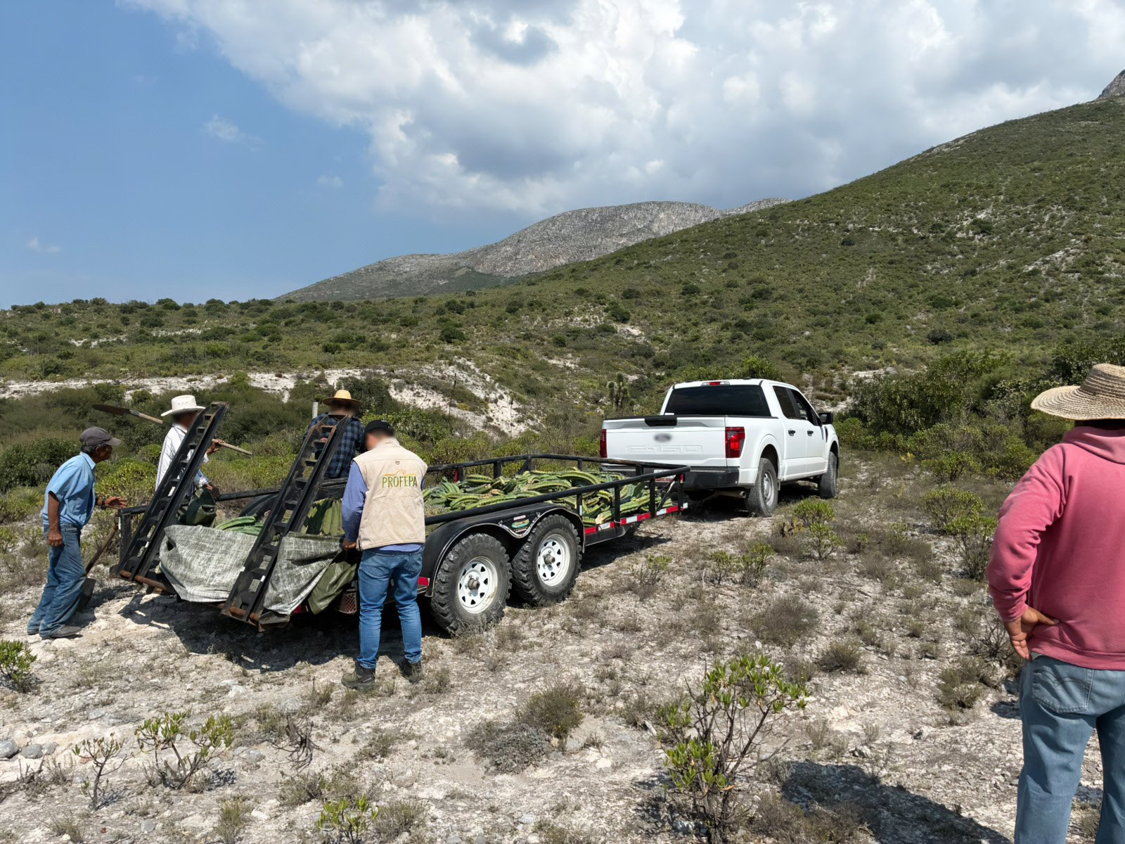 Restituyen 165 cactáceas extraídas en Hidalgo