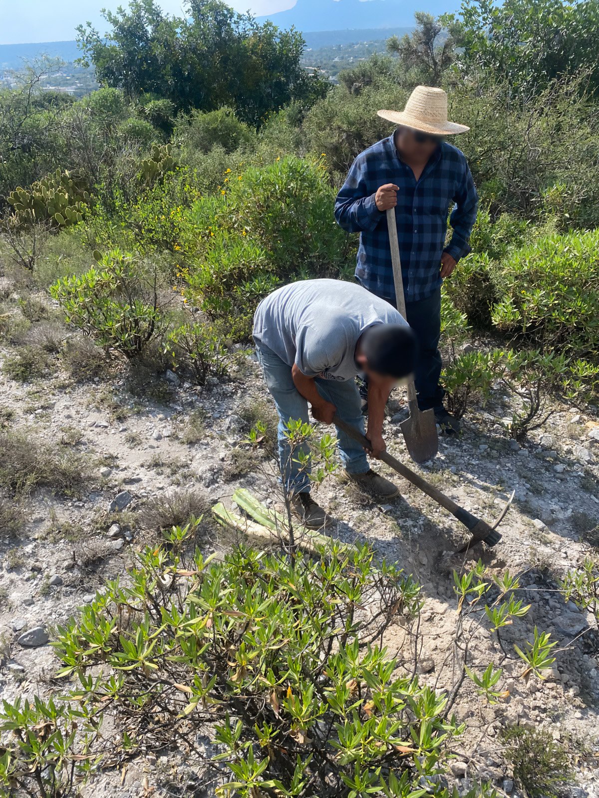 Restituyen 165 cactáceas extraídas en Hidalgo (foto 2)
