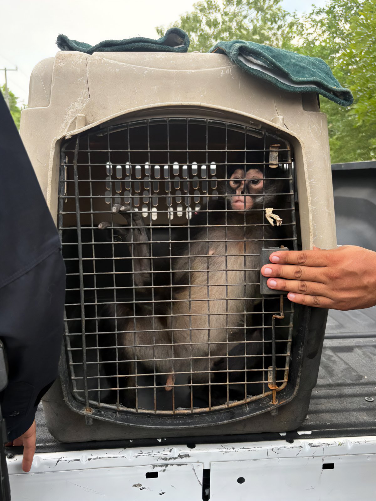 Profepa asegura cinco ejemplares en Michoacán (foto 2)