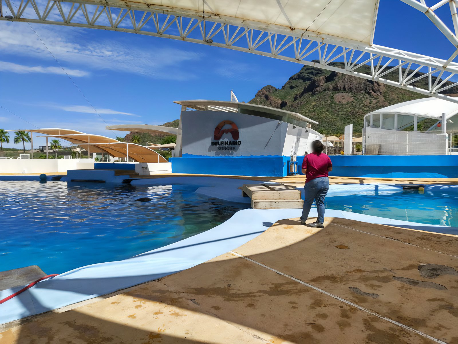 Atiende Profepa muerte de delfín en Sonora (foto 2)