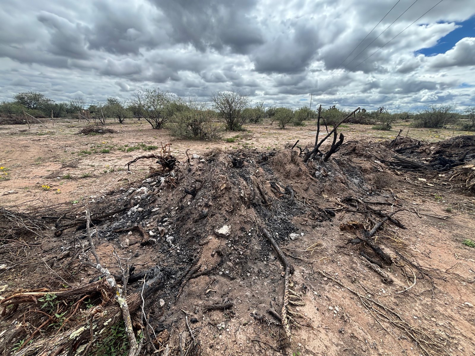 Frena Profepa remoción forestal en 54.6 hectáreas (foto 2)