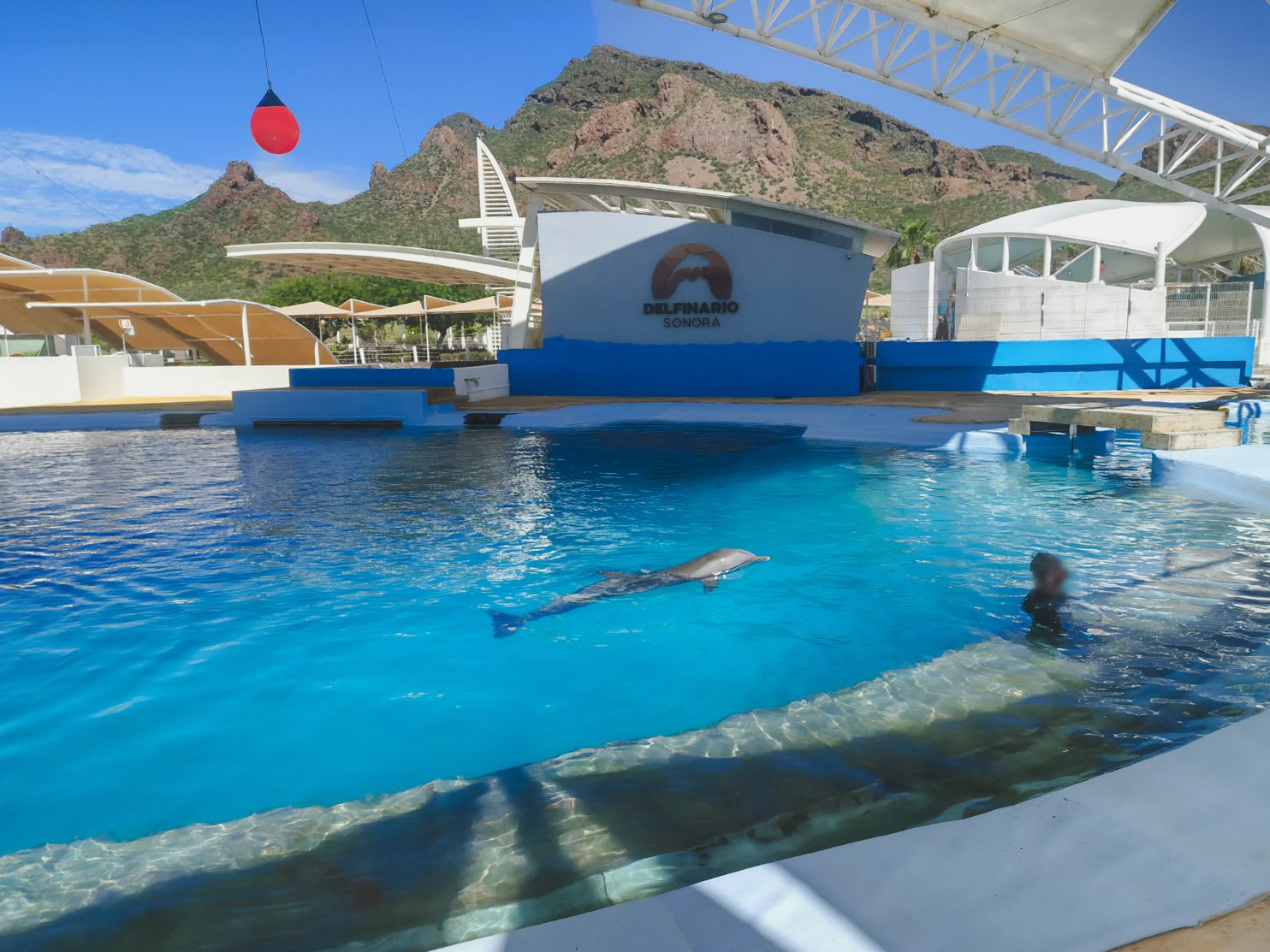 Profepa investiga muerte del delfín Moana