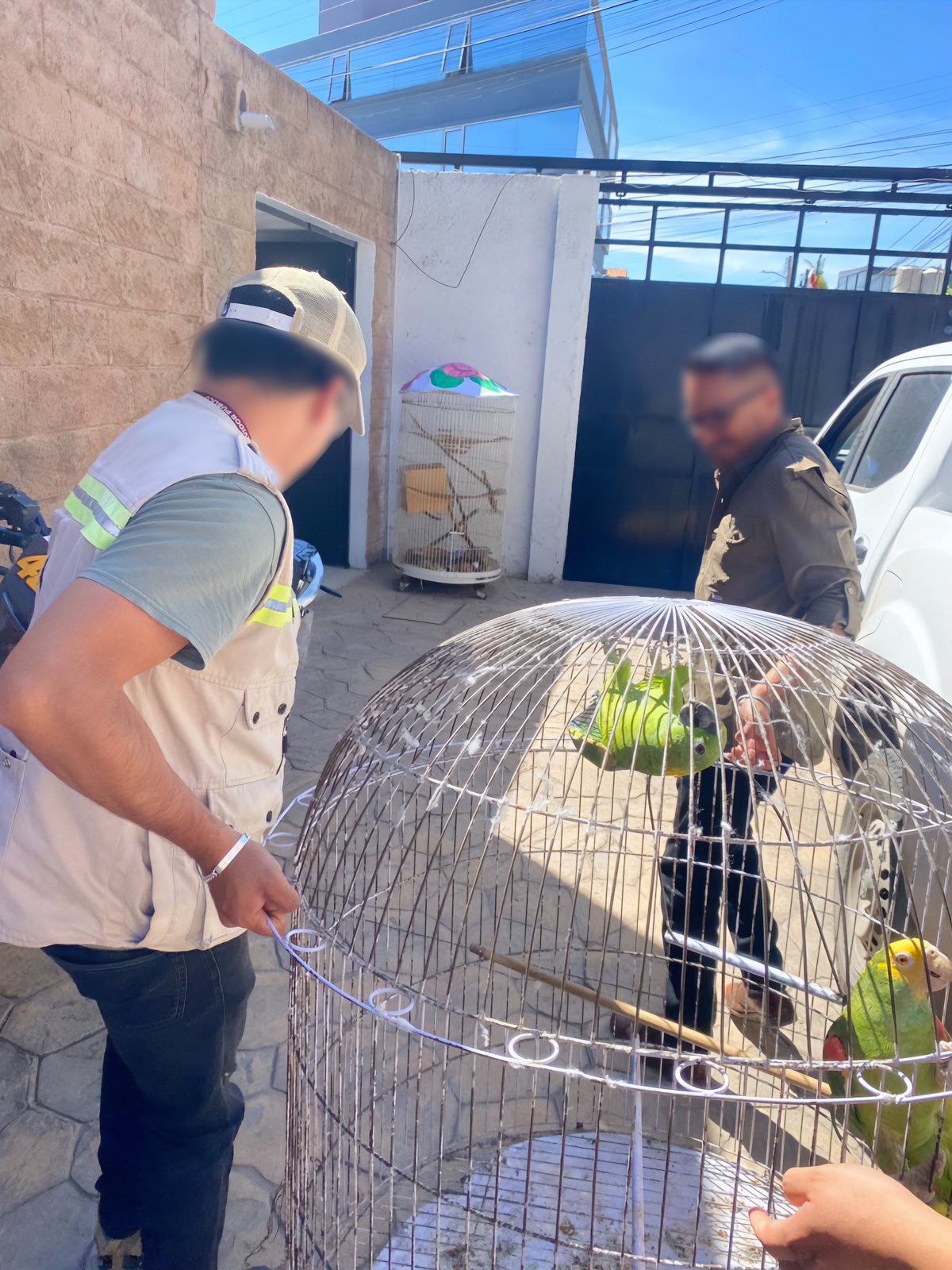 Profepa rescata 4 psitácidos en Hidalgo (foto 2)