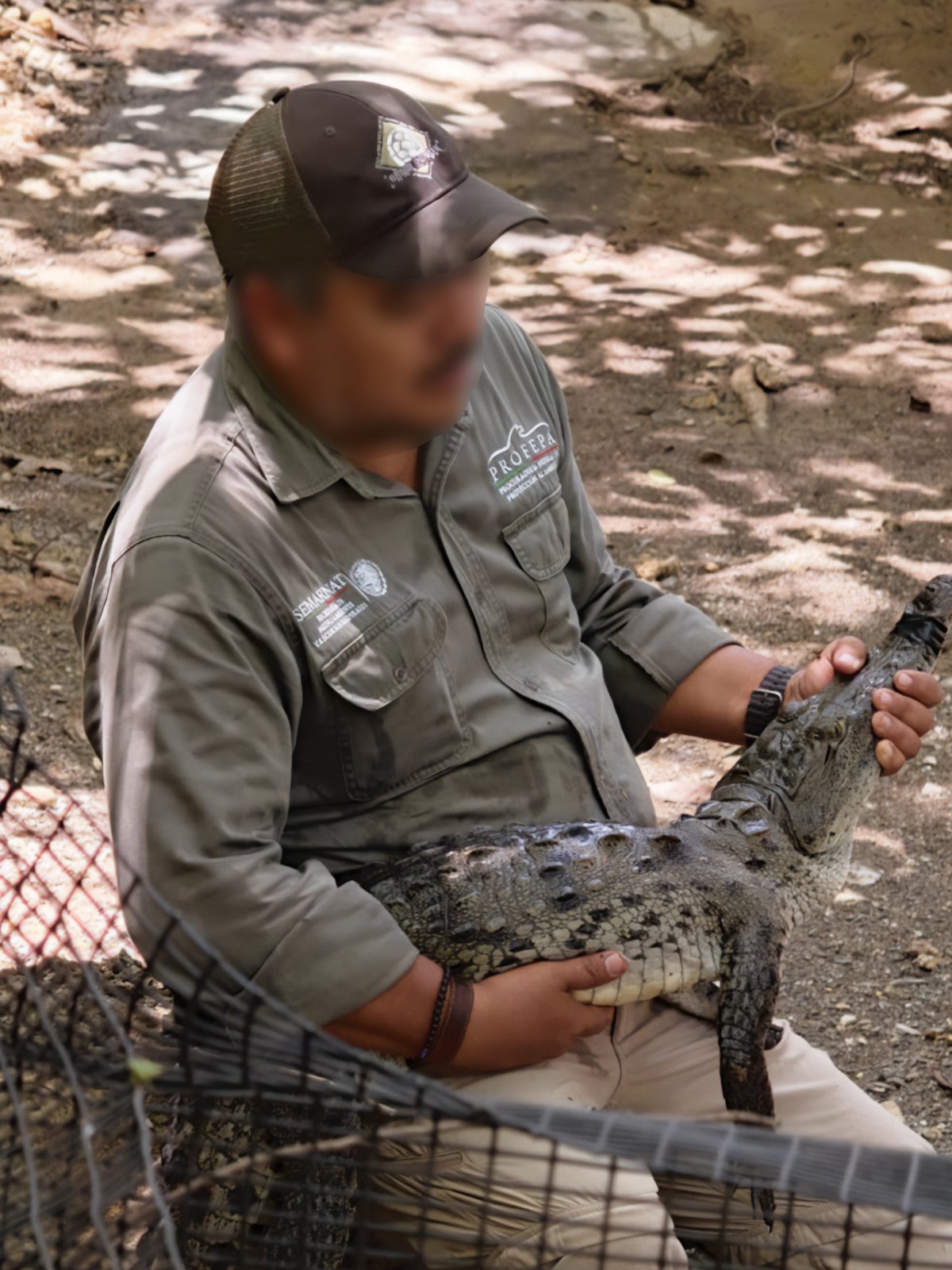 Profepa reubica 13 cocodrilos de río (foto 2)