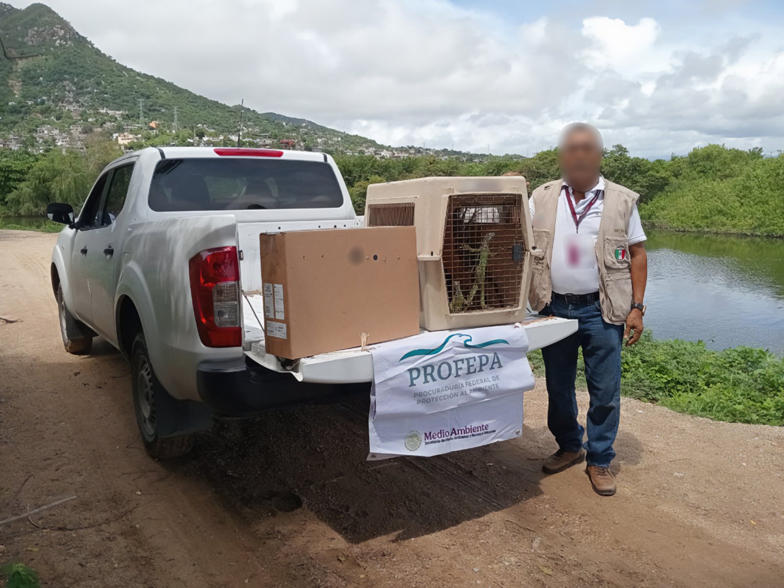 Profepa libera 17 iguanas verdes en Guerrero