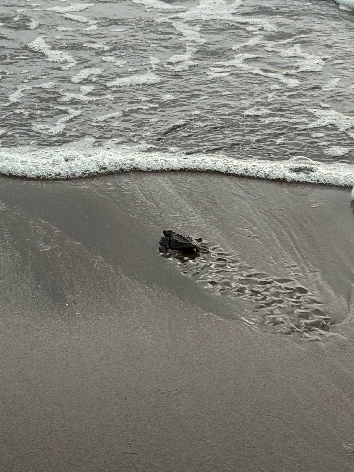 Nacen 98 tortugas marinas de huevos asegurados