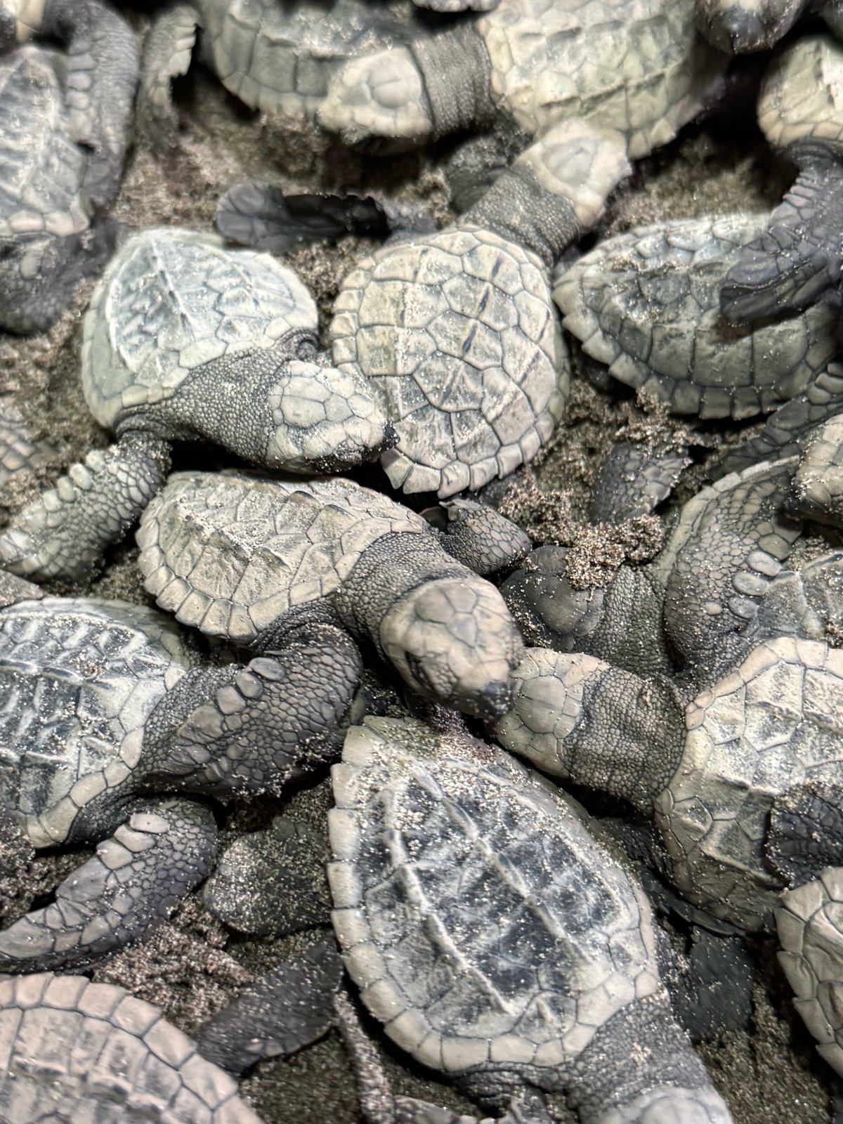 Nacen 98 tortugas marinas de huevos asegurados (foto 2)