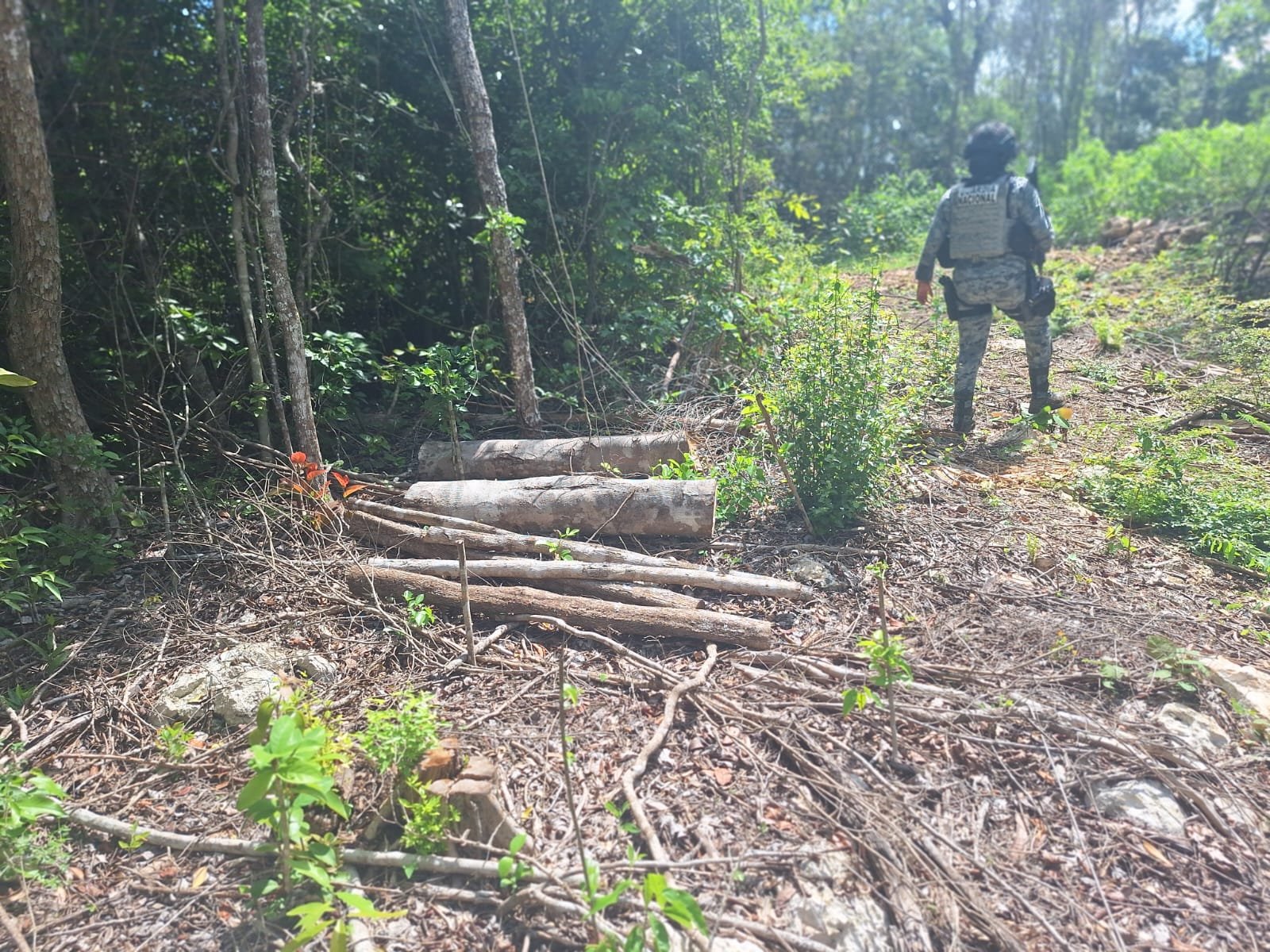 Profepa suspende aprovechamiento forestal en Campeche (foto 2)