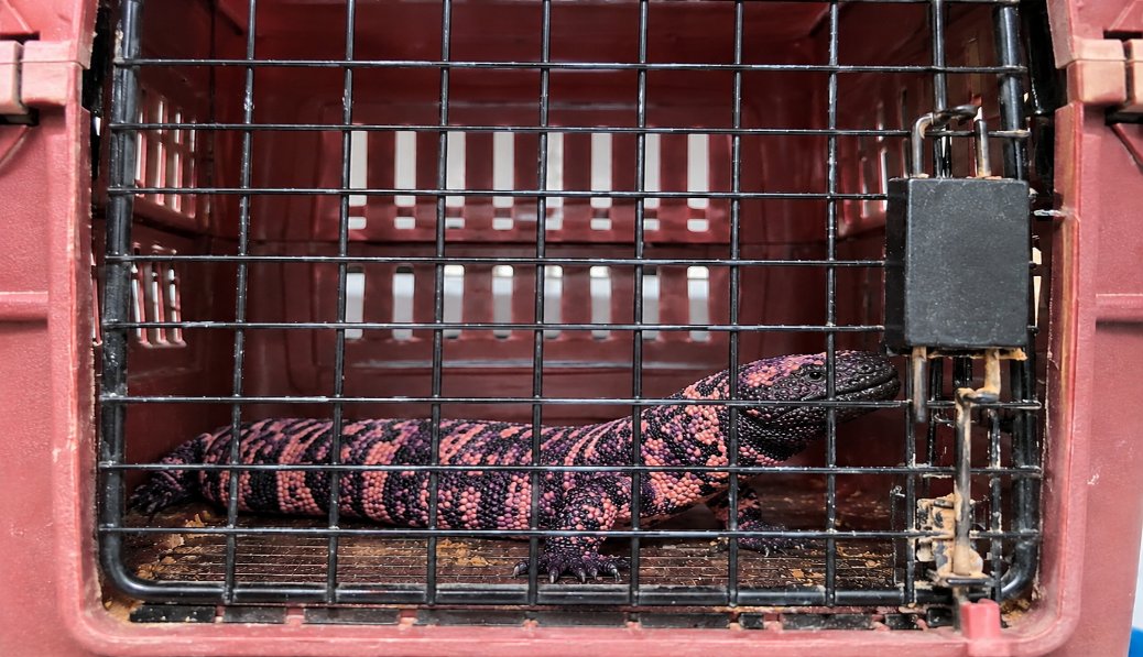 Vinculan a proceso por poseer fauna amenazada