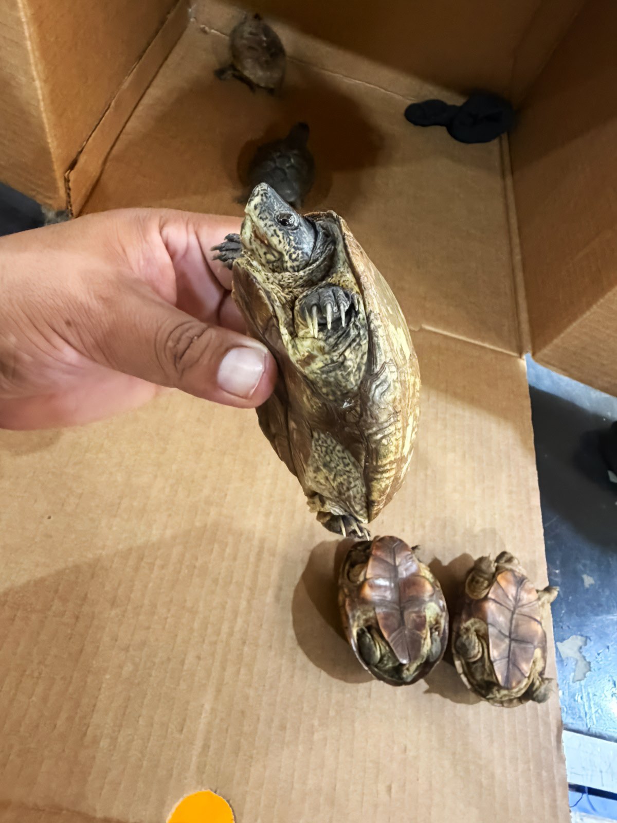 Profepa asegura 5 tortugas casquito cora (foto 2)