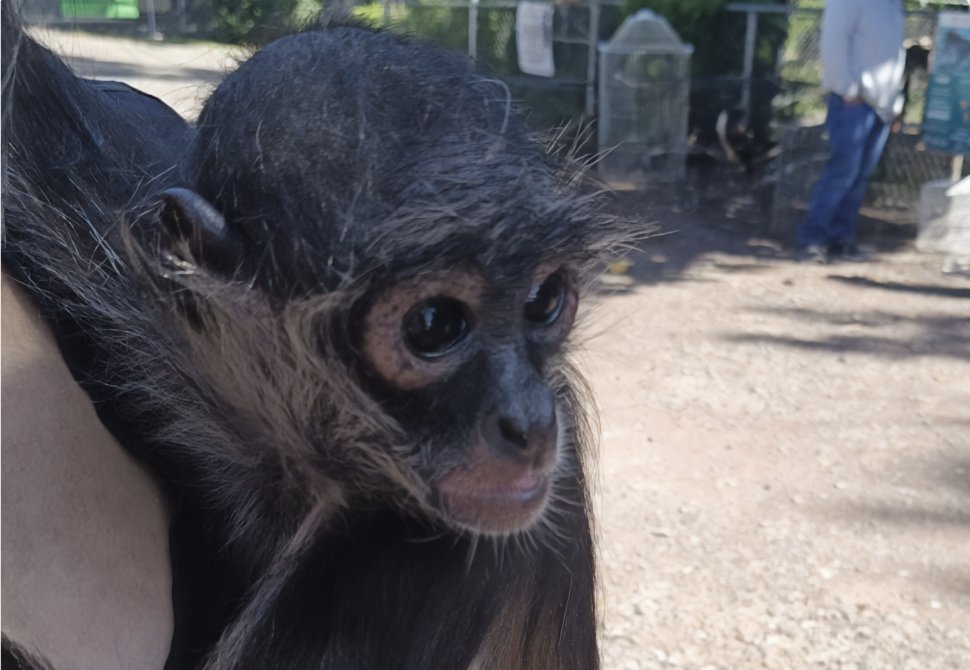 Canalizan mono araña a zoológico de Moroleón