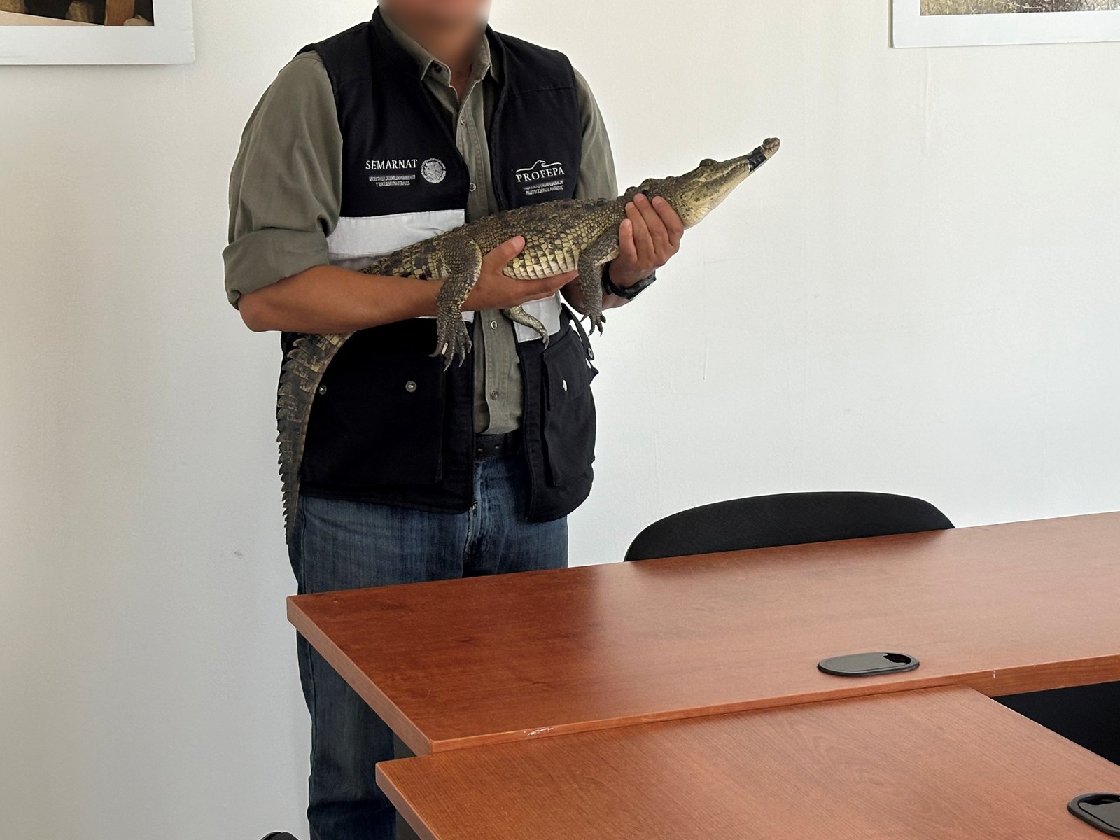 Profepa captura cocodrilo en Puebla (foto 2)