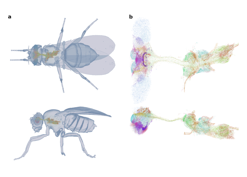 Conectoma de mosca sin entrenar navega y aprende