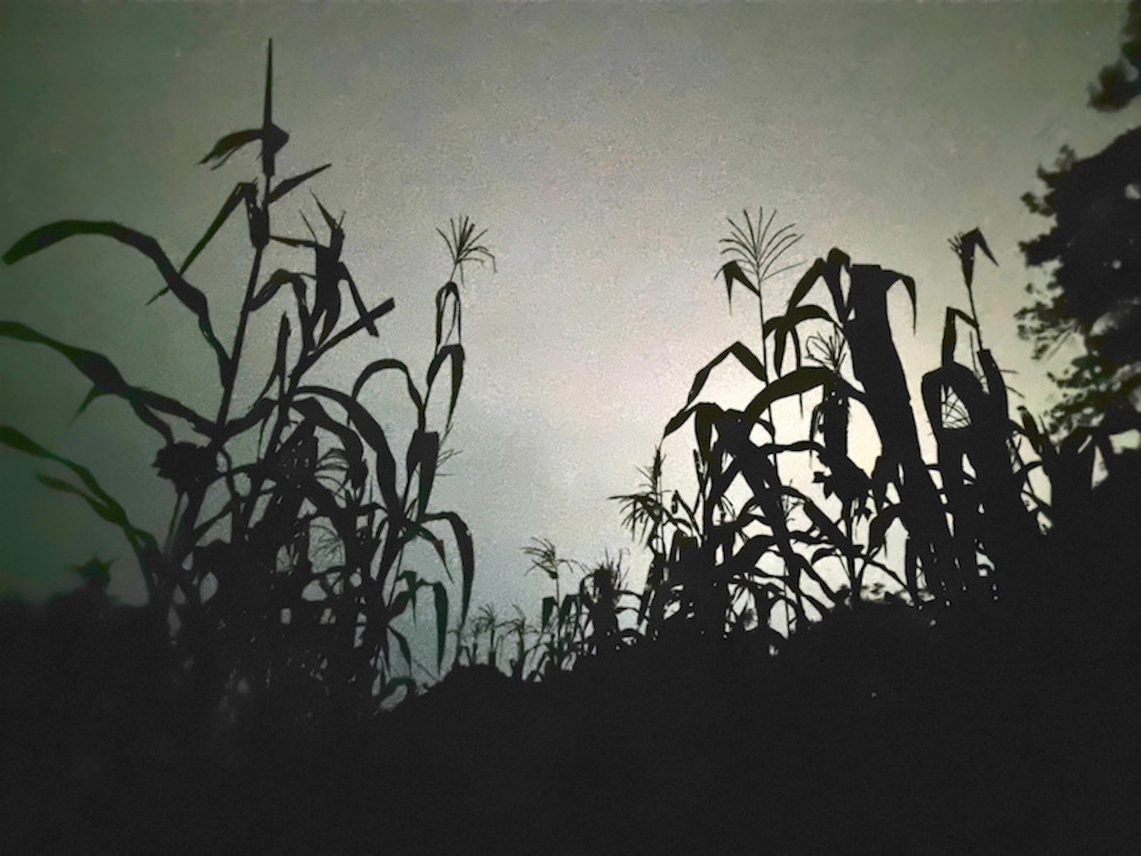 Galván estrena bitácora sonora de la milpa