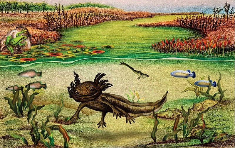 Describirán la primera salamandra fósil de México