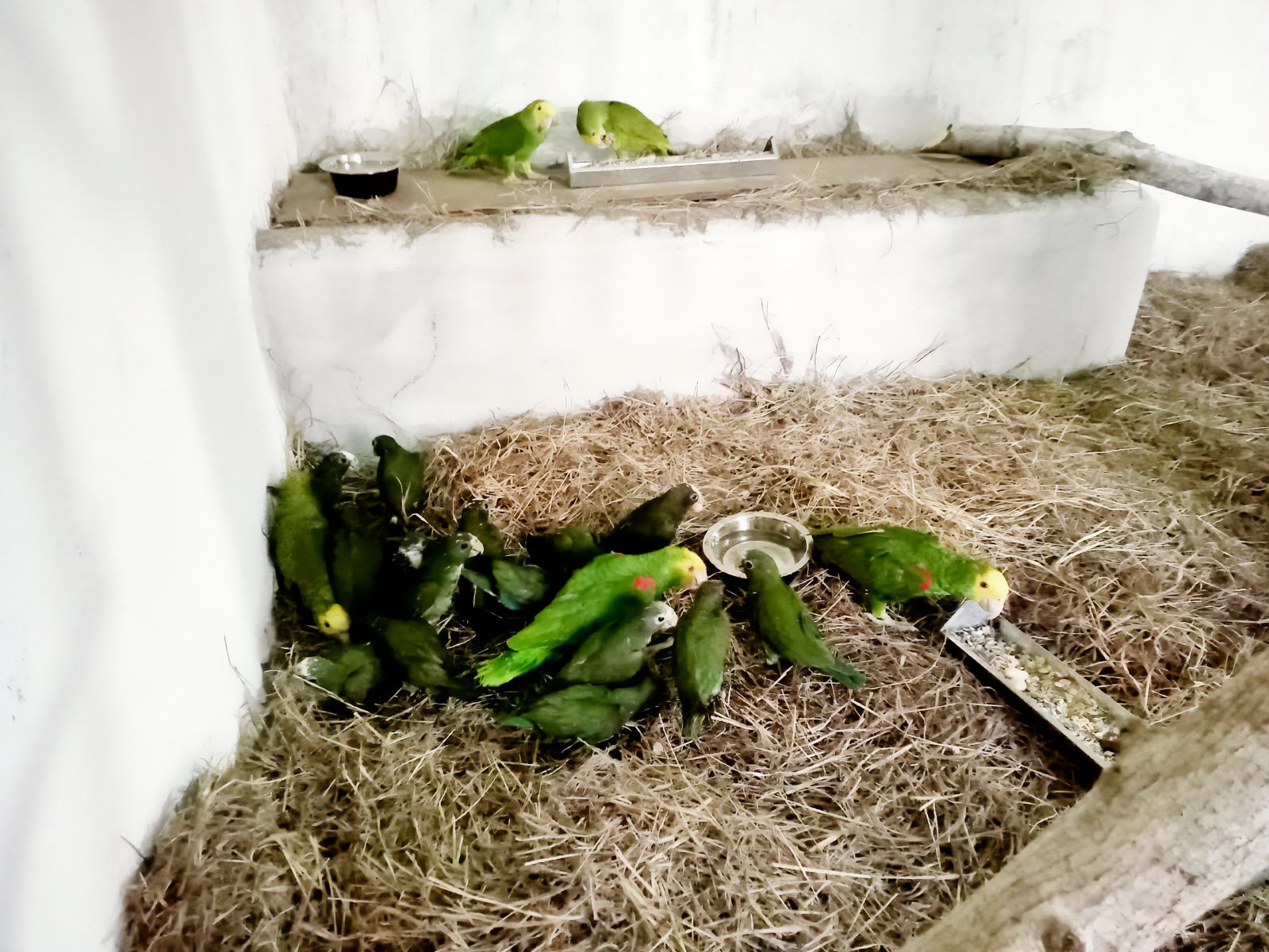 México repatria 26 loros víctimas de tráfico