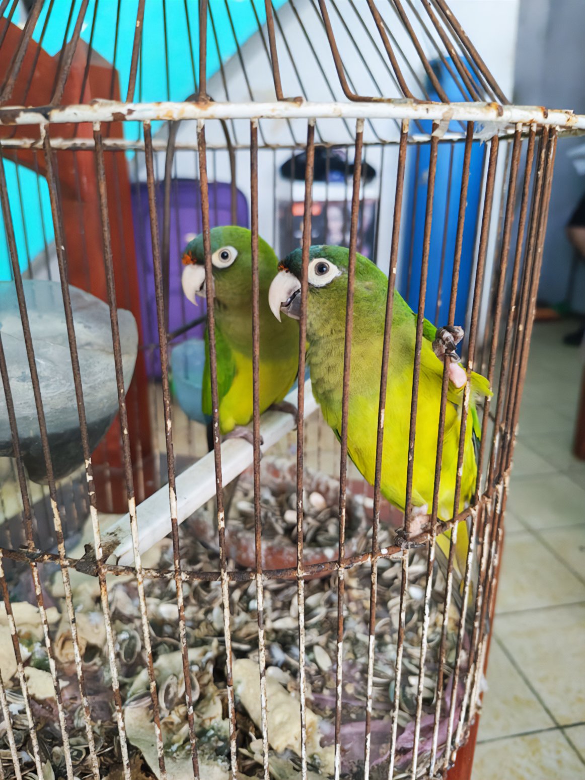 Profepa asegura seis psitácidos en Colima