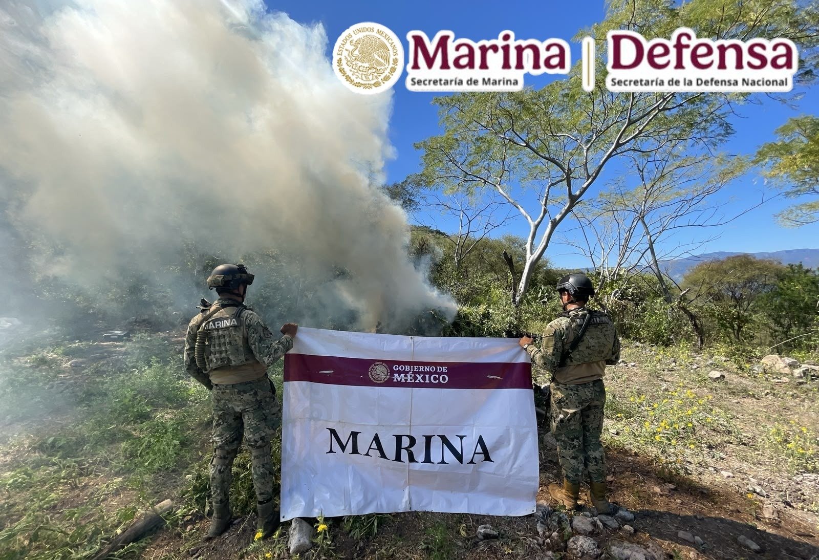 Erradican ocho plantíos de marihuana en Nayarit